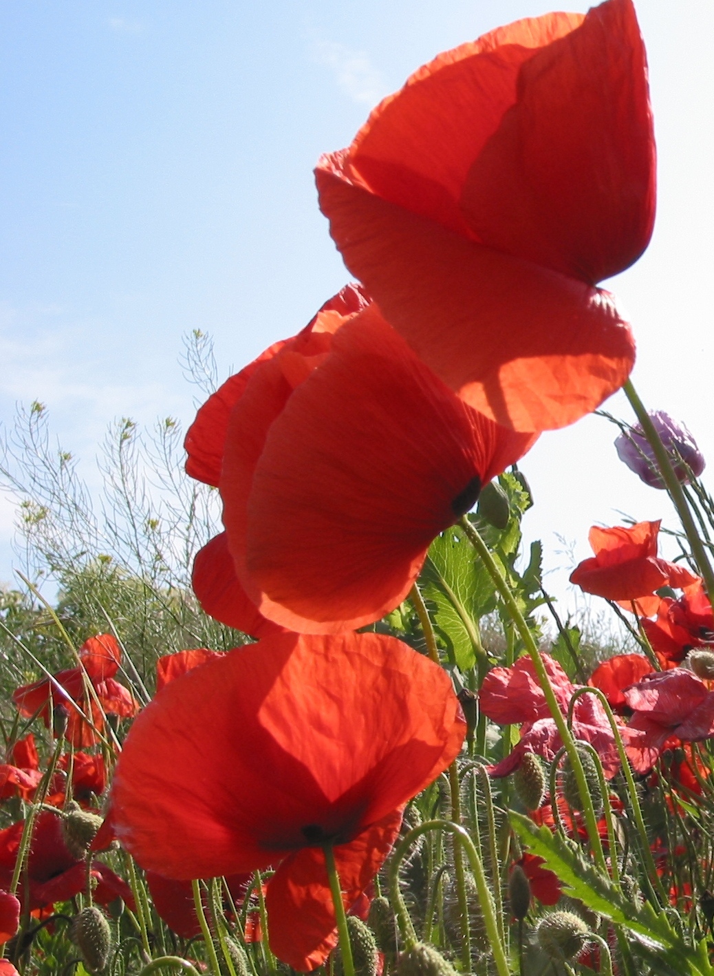 Mohnblumen